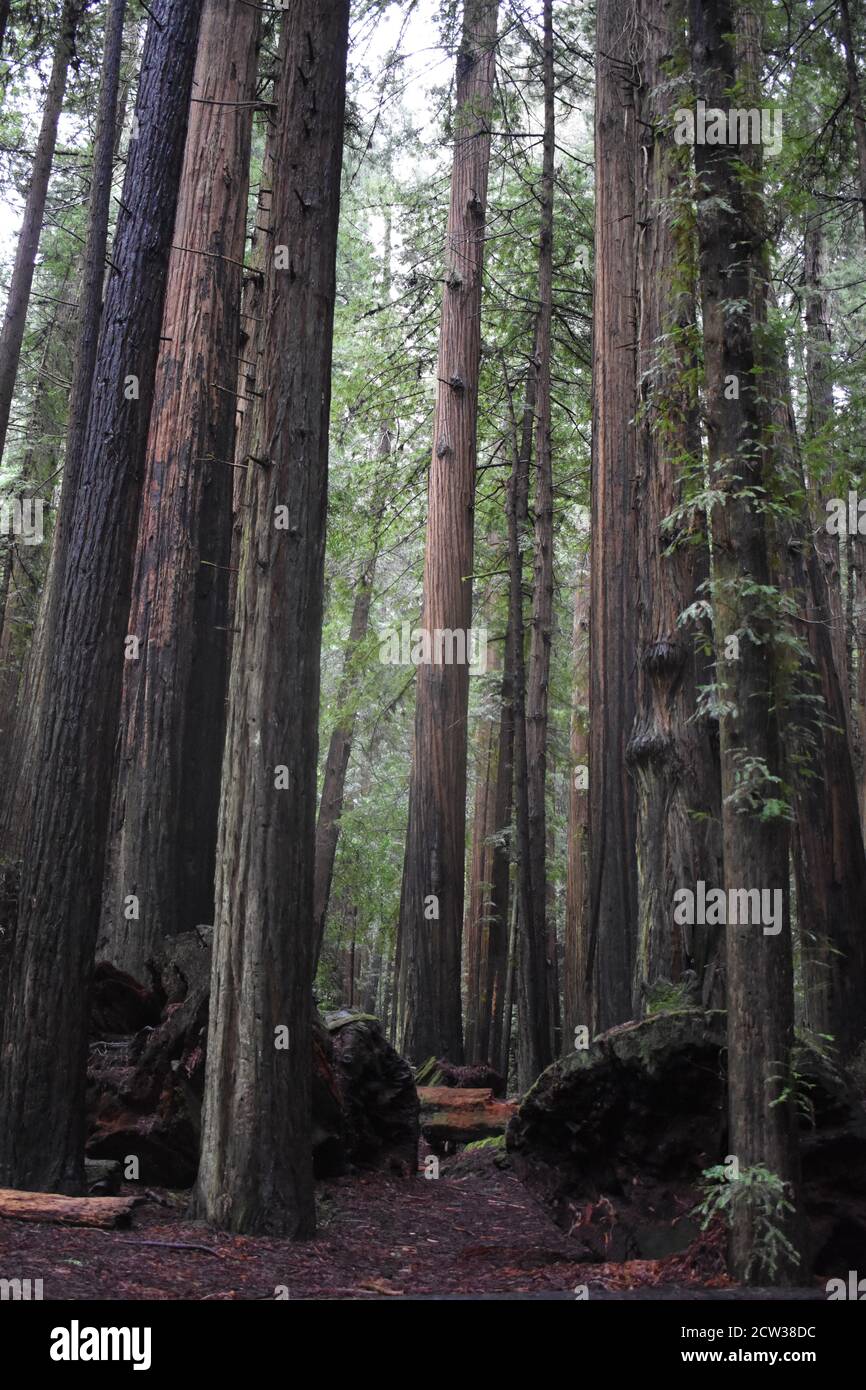 Vertical shot of a dense forest with tall trees Stock Photo - Alamy