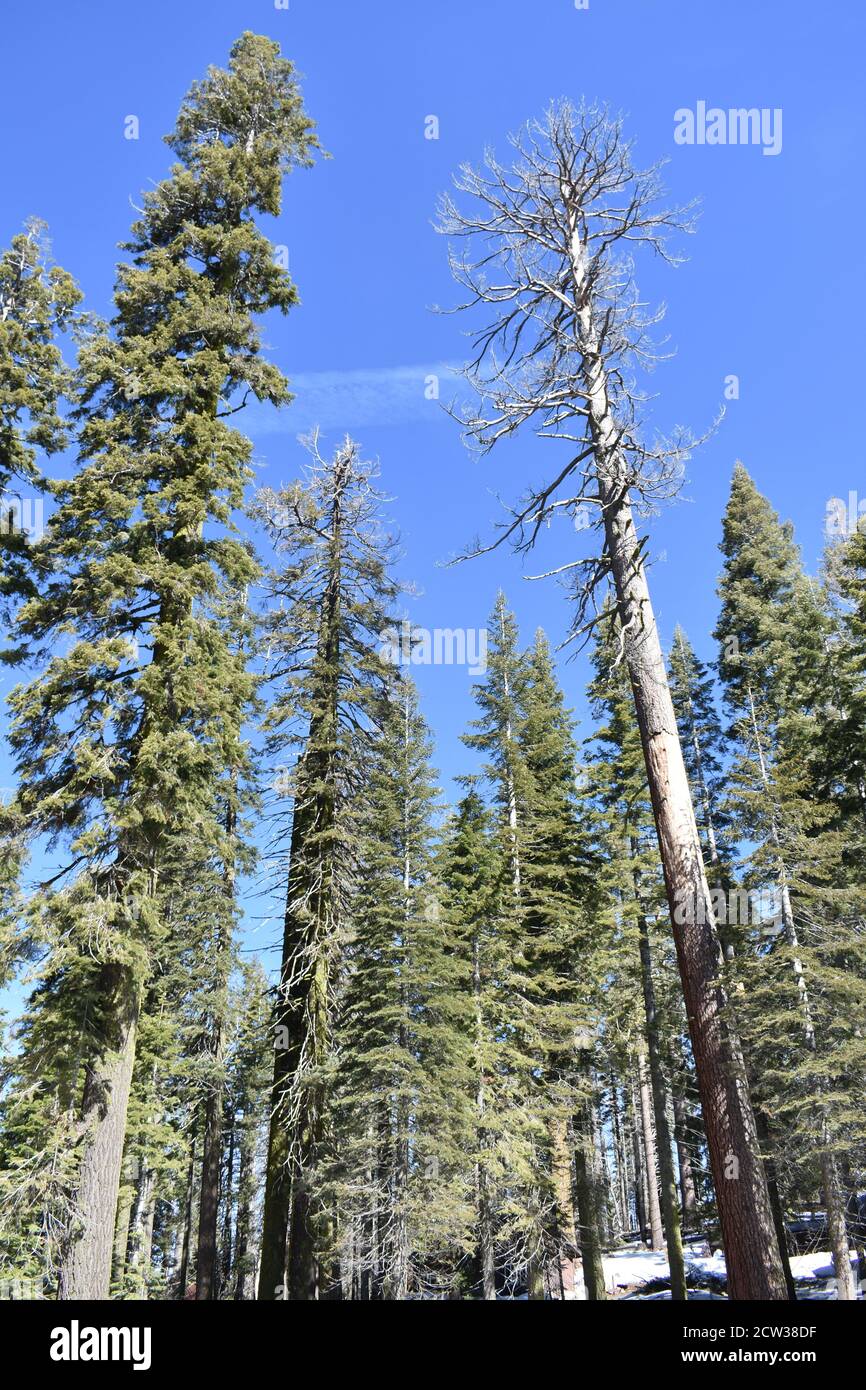 Vertical shot of a dense forest with tall trees Stock Photo - Alamy