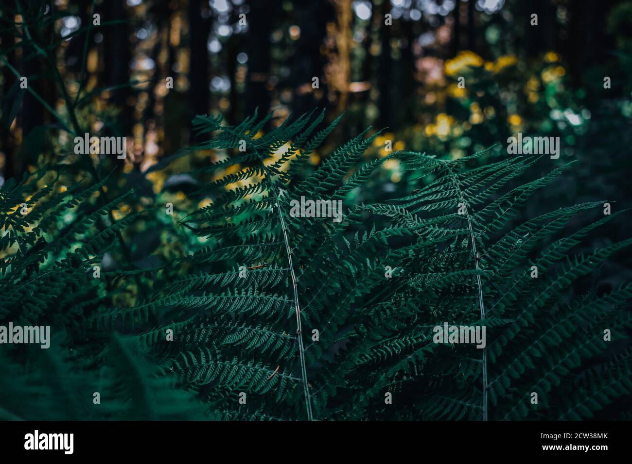 Closeup shot fern branches hi-res stock photography and images - Alamy