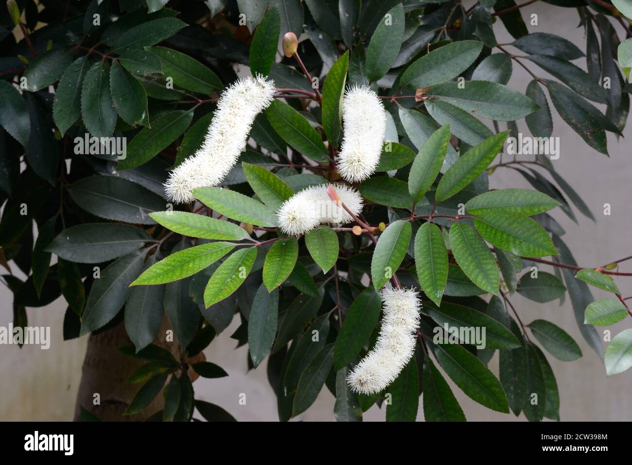 Clusters of tiny white scented flowers on Cunonia capensis Butterspoon ...