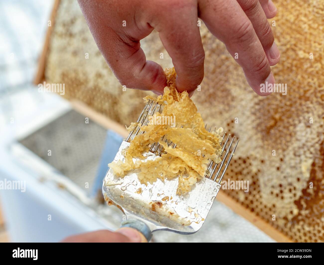 Beekeeper uncapping honeycomb with special beekeeping fork. Close up. Beeekeeping concept. Stock Photo