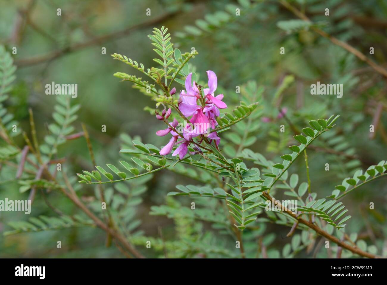 Flower of the Indigofera heterantha shrub Himalayan Indigo Stock Photo