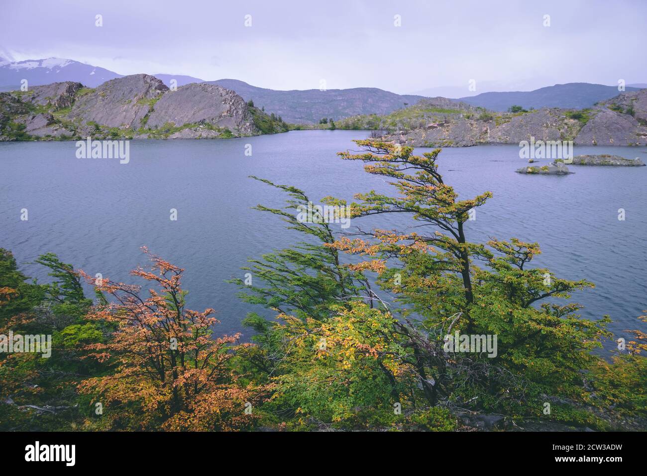 Crooked trees and lake in autumn Stock Photo Alamy