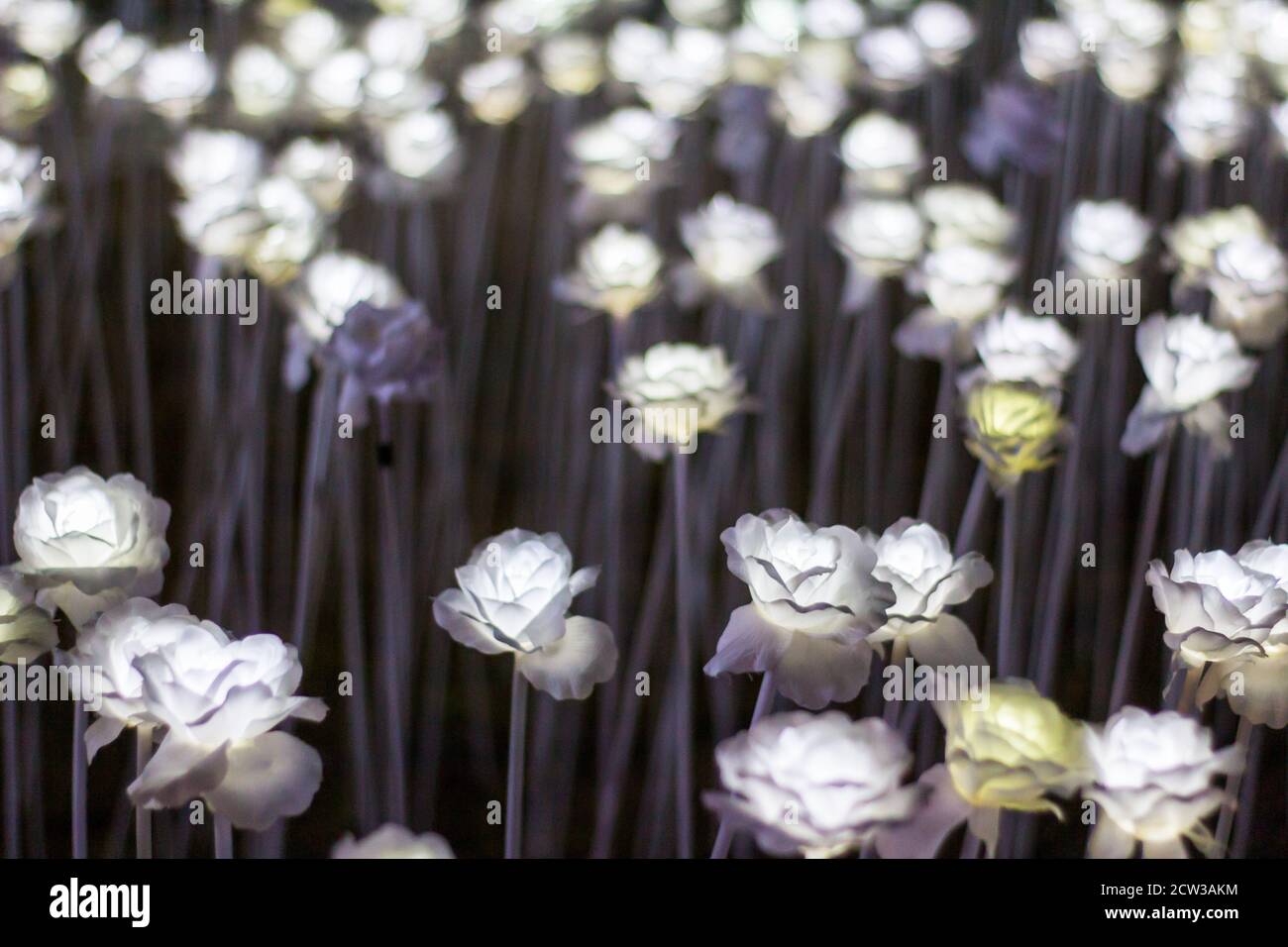 Plastic LED flowers lighted at night Stock Photo Alamy