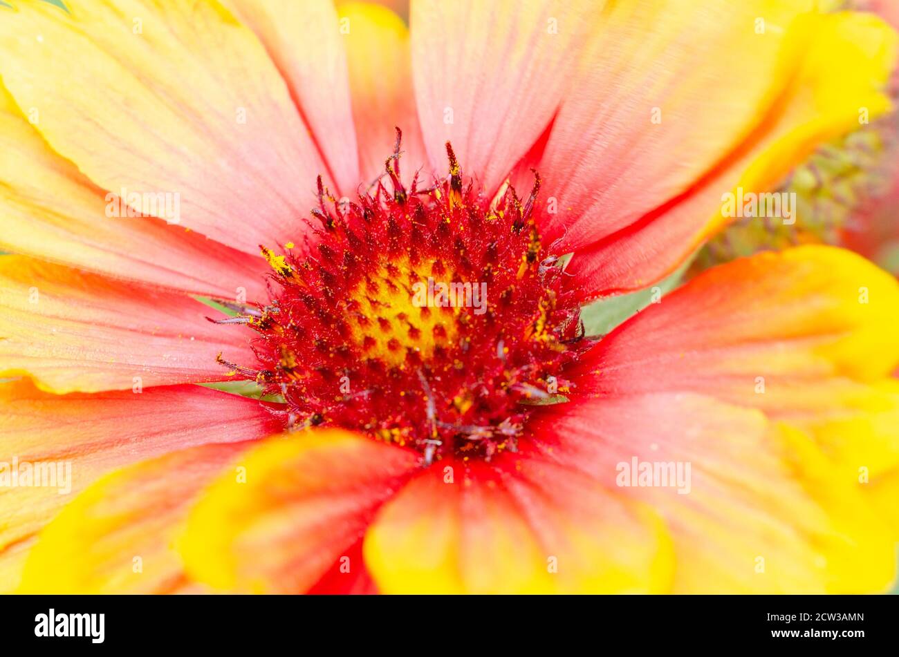 Close up view of a gaillardia flower with vibrant red and yellow colours Stock Photo