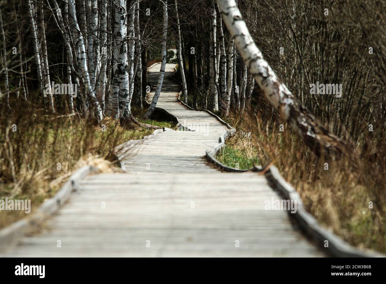 The picture from the protected area in Czech Republic called 'Chalupská slať' (Hut peat bog) at Šumava. The wooden pathways lead over the peat bogs. Stock Photo