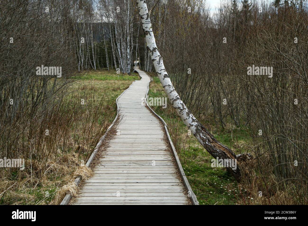 The picture from the protected area in Czech Republic called 'Chalupská slať' (Hut peat bog) at Šumava. The wooden pathways lead over the peat bogs. Stock Photo