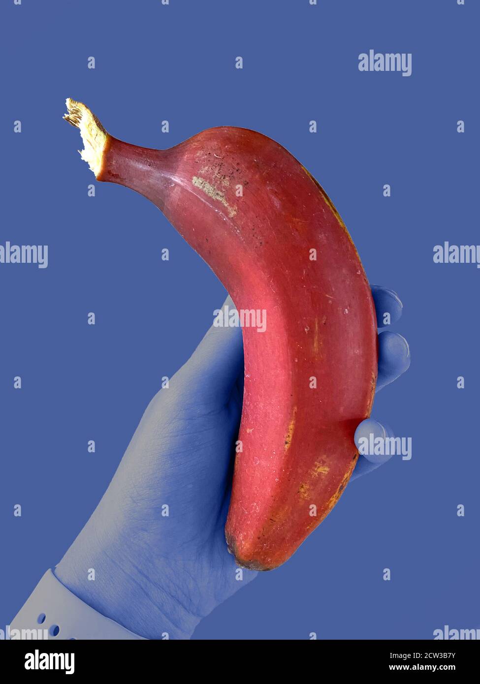 Isolated red banana being hold in hand on a dark blue background Stock Photo