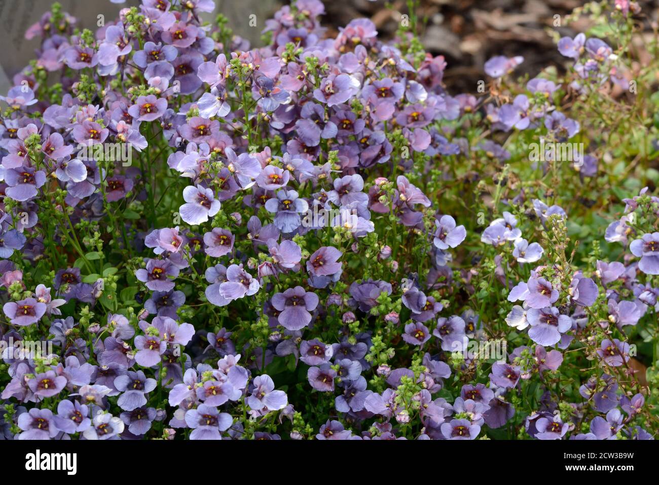 Diascia Denim Blue flowers long flowering dusky blue flowers Twinspur Stock Photo