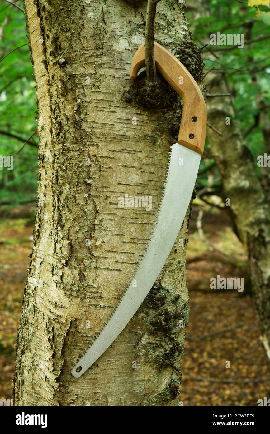 A pruning saw hanging from a tree branch Stock Photo Alamy