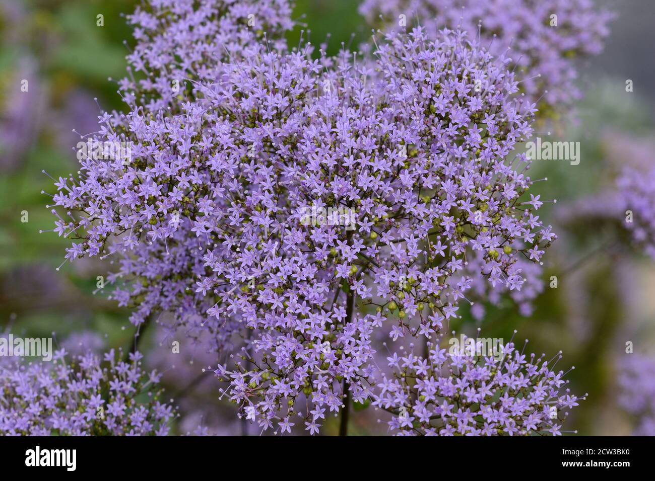 Trachelium coeruleum Violet Veil of Flowers throatwort cloudy sprays of small fragrant flowers Stock Photo