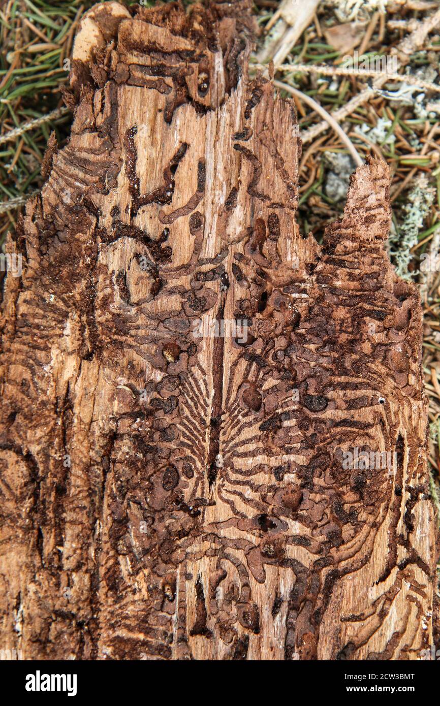 The detail of the bark of the tree infested by bark beetle. Stock Photo