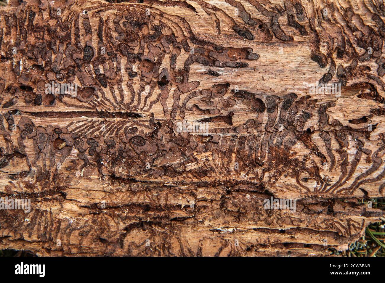 The detail of the bark of the tree infested by bark beetle. Stock Photo