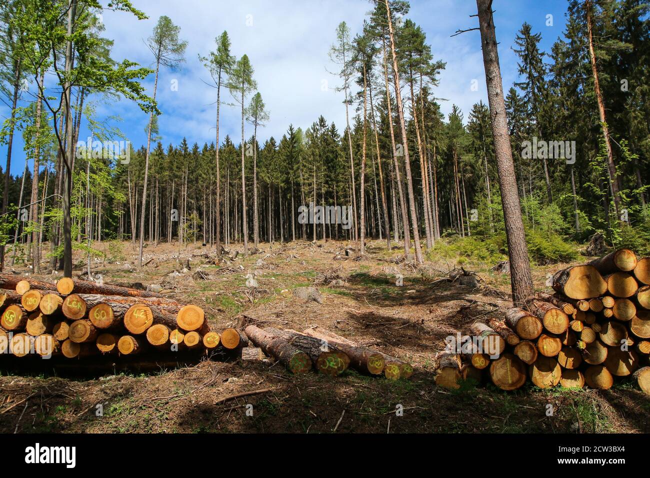 The clearing in the forest, where the wood extraction is performed. The symbol for the forestry. Stock Photo