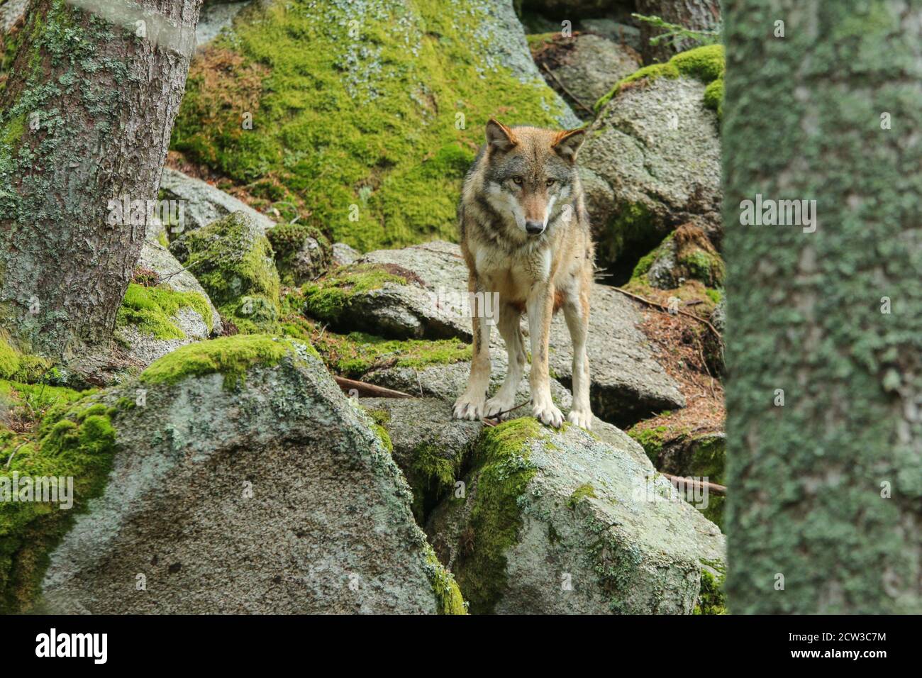 The portrait of wolf in Czech Republic in his natural habitat in a protected national area in southern Bohemia called Šumava. Stock Photo