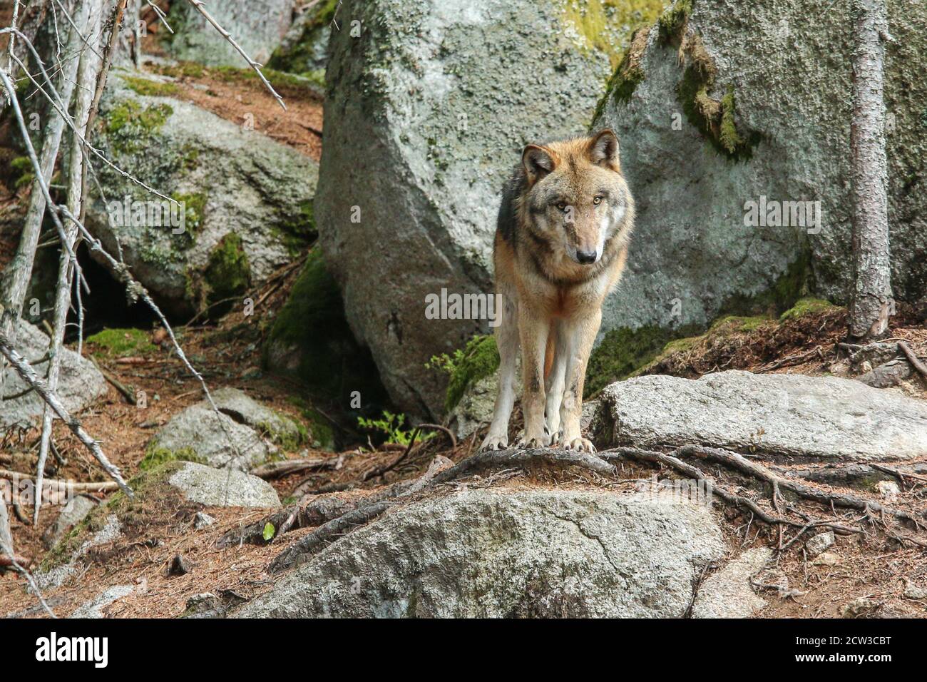 The portrait of wolf in Czech Republic in his natural habitat in a protected national area in southern Bohemia called Šumava. Stock Photo