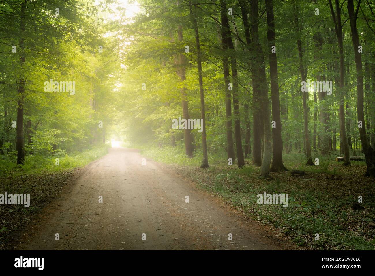 Dark forest with fog and light at the end of the road Stock Photo - Alamy