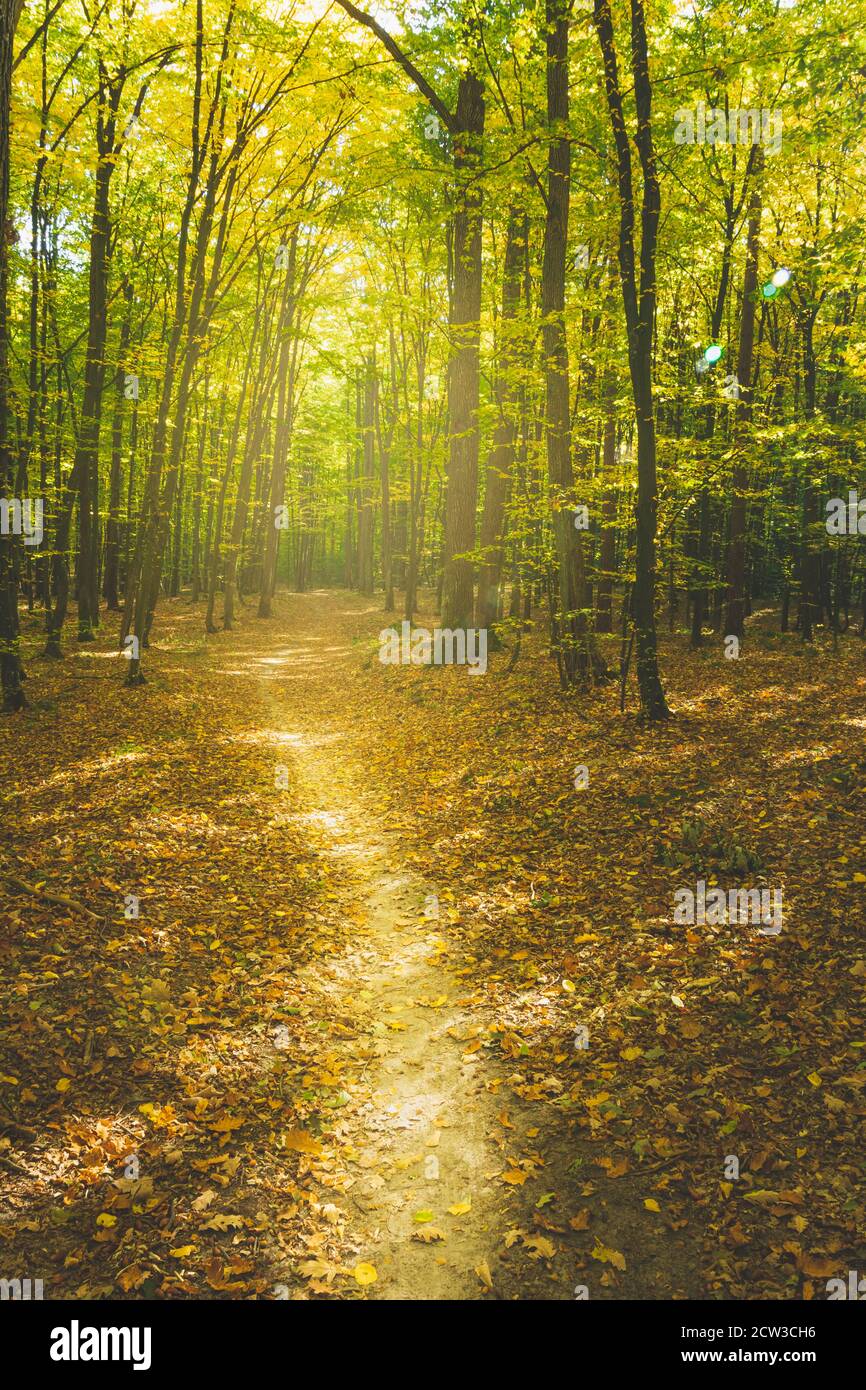 Path through autumnal and sunny forest Stock Photo