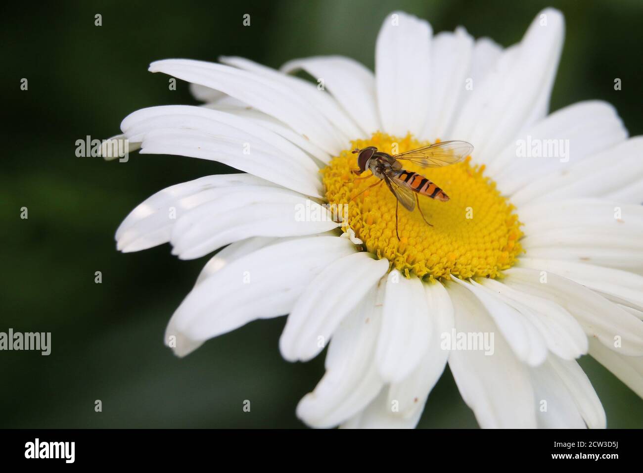 Orange and black stripy female Marmalade Hoverfly, Episyrphus balteatus, pollinating a white Shasta daisy flower, close up, side view Stock Photo