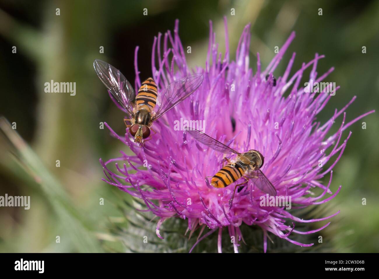 Diptera Two Wings High Resolution Stock Photography and Images - Alamy