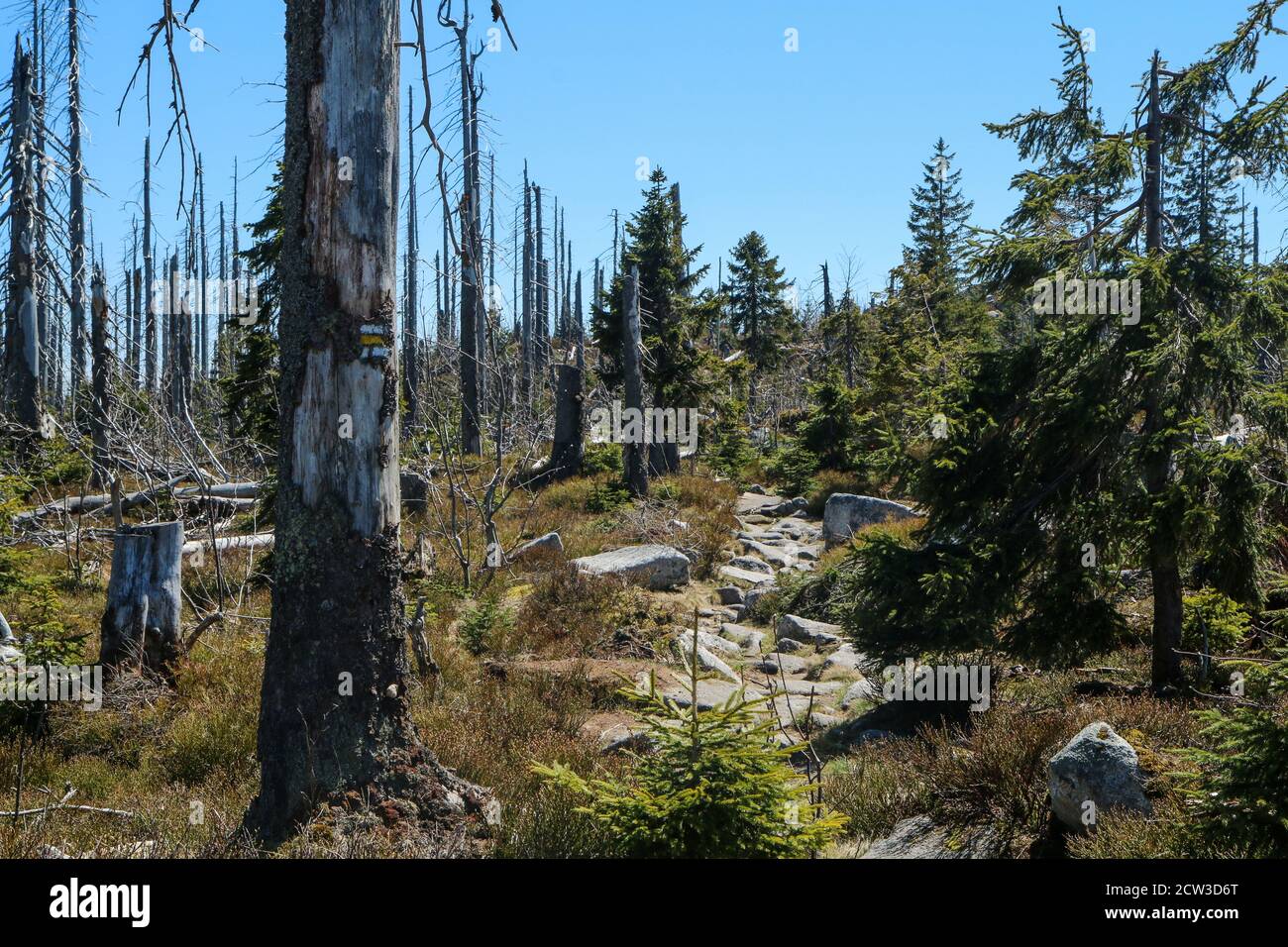 The forest damaged by the hurricane and left to revitalize naturally without intervention of the human. Stock Photo