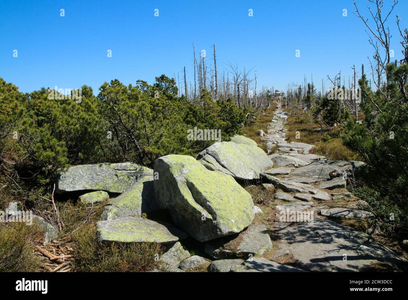 The hiking trail made of stones at Šumava national park in Czech Republic. The forest is damaged by the hurricane and left to revitalize naturally. Stock Photo