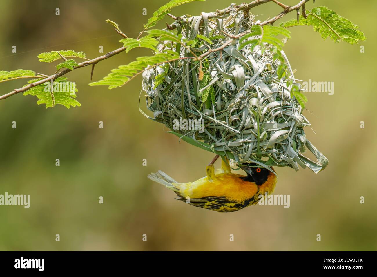 African southern masked weaver (Ploceus velatus) building a green grass nest. Yellow birds with black head with red eye, Kibale Forest National Park, Stock Photo
