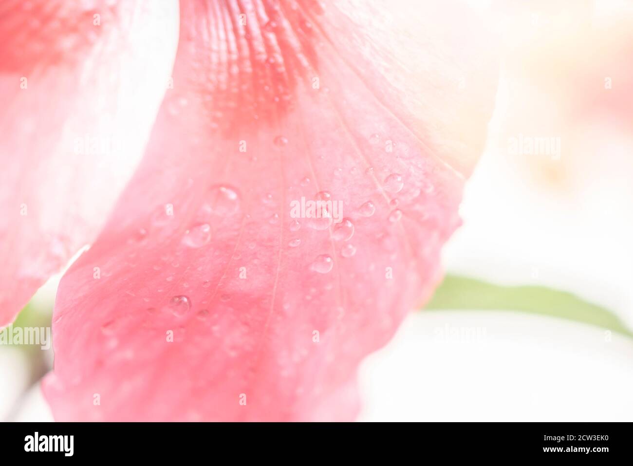Abstract background dewdrop on the flower petals with blurred Stock Photo