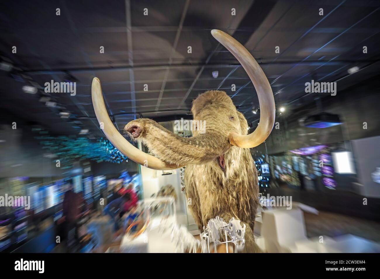 Not a bull in a china shop but a Woolly Mammoth at The Box, Plymouth's museum art art gallery Stock Photo