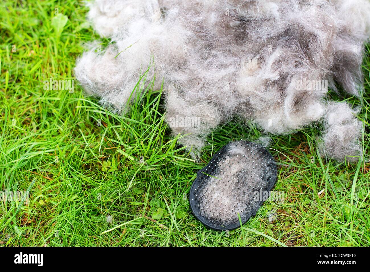 Concept annual molt, coat shedding, moulting dogs. Stock Photo