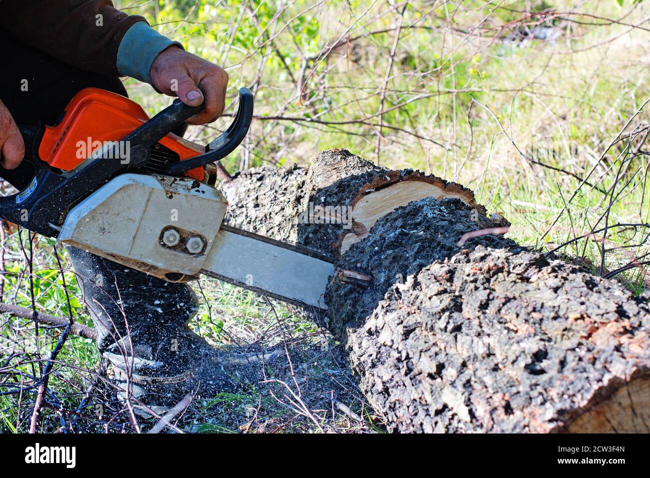 Lumberman sawing branches with a chainsaw from a felled tree in forest Stock Photo