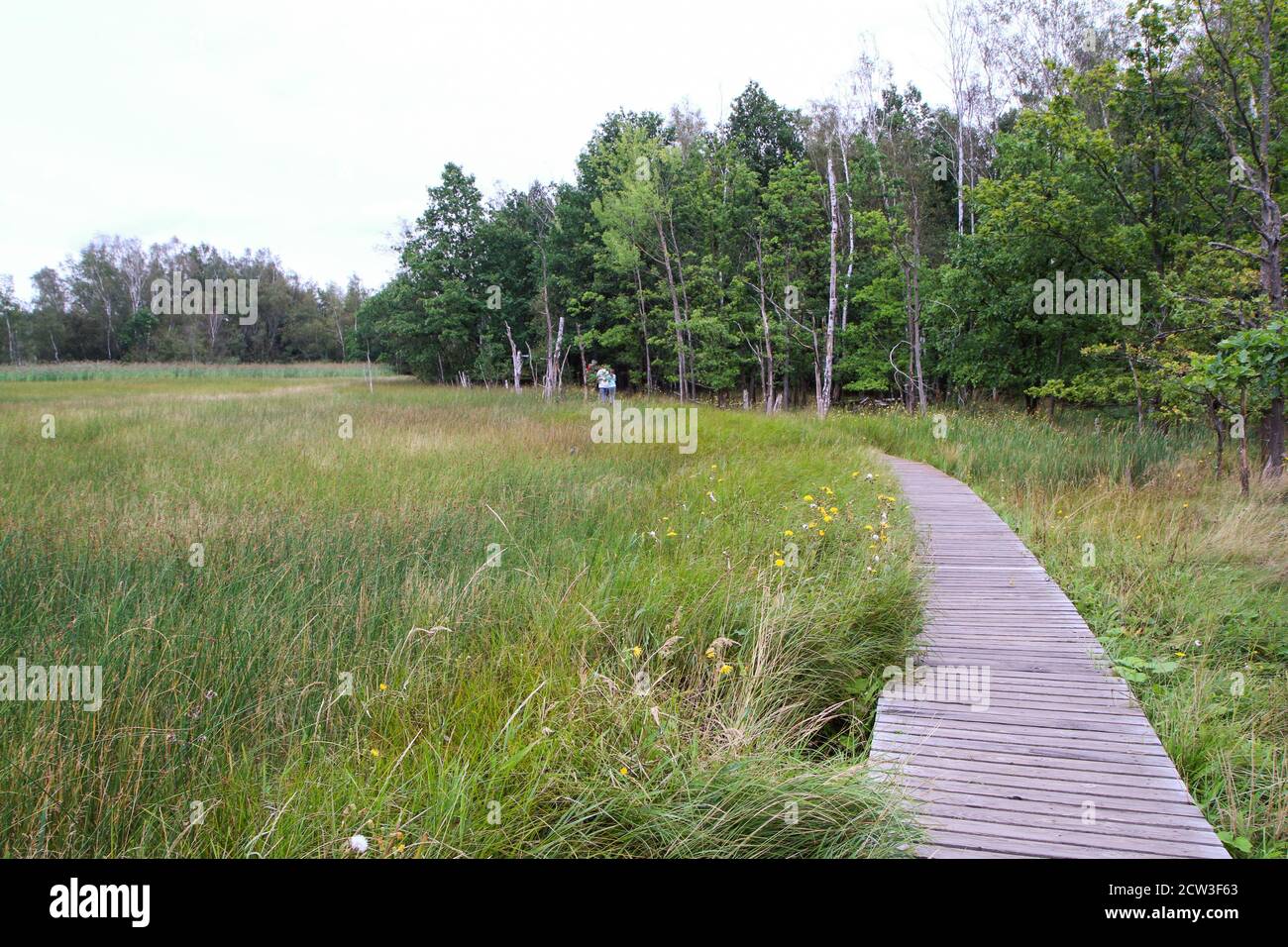 The picture from the national protected area in Czech Republic called SOOS. The former peat mining area. Stock Photo
