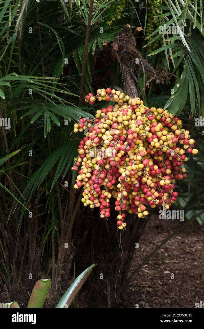 Sydney Australia, bunch of red and yellow fruits of a chamaedorea costaricana palm Stock Photo