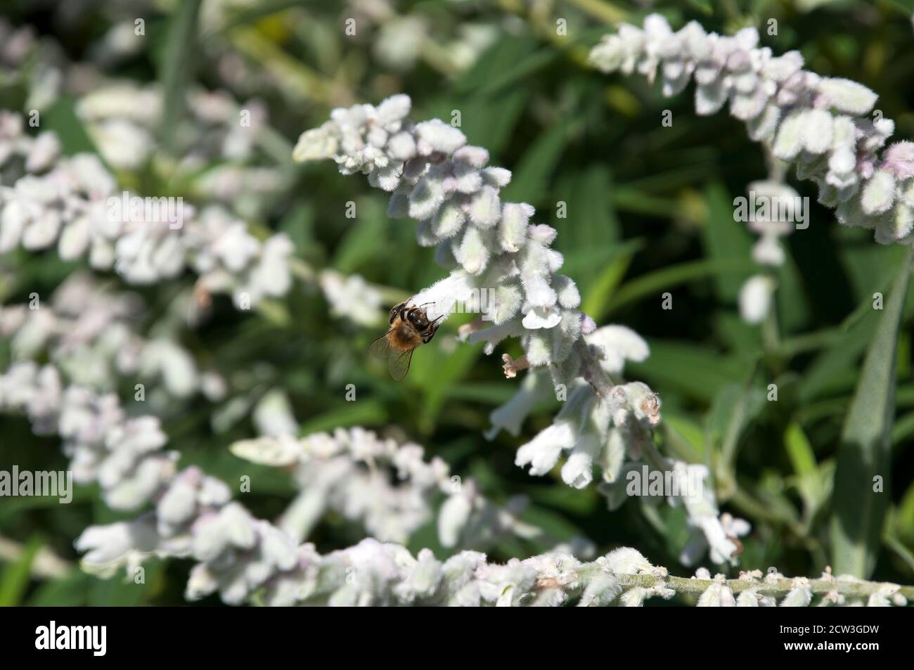 Sydney Australia, bee on a white flower of a Salvia leucantha 'Velour White' Stock Photo