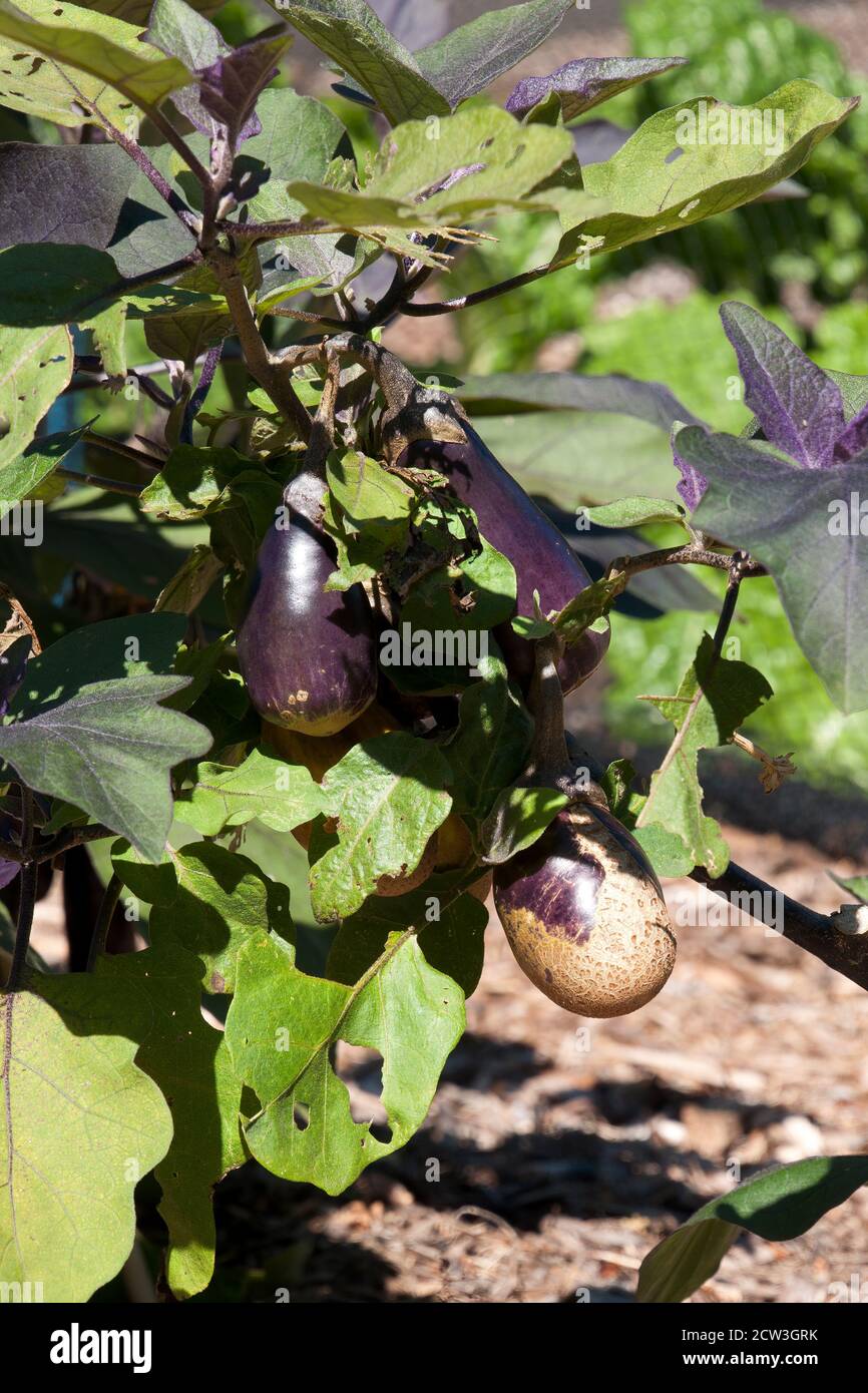 Sydney Australia, eggplant or plant fruit in vegetable Stock Photo - Alamy