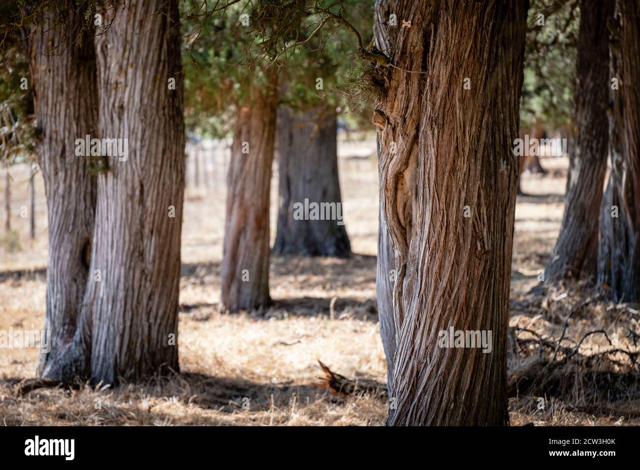 sabinas albares (Juniperus thurifera), Espacio Natural del Sabinar de Calatañazor, Soria, Comunidad Autónoma de Castilla, Spain, Europe Stock Photo