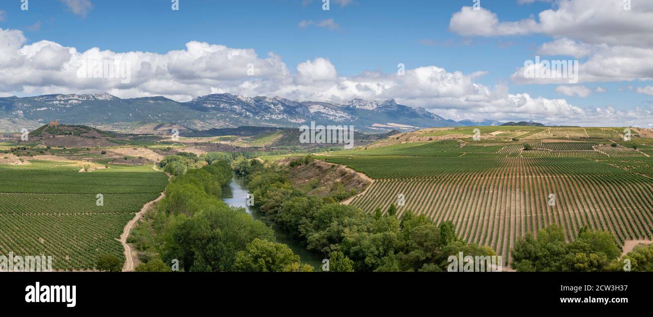 viñedo, cerca de Briones, valle del Ebro, La Rioja , Spain, Europe Stock Photo