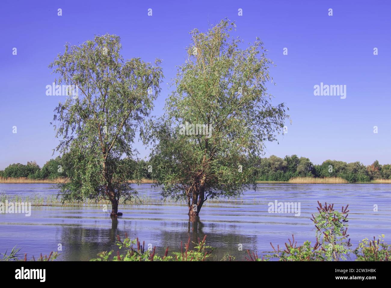 High water from an overflowing river surrounds a lone trees in spring ...