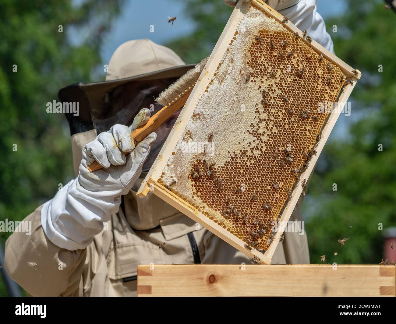 Beekeepers In White Protective Suit Holding Bees And Beeswax In