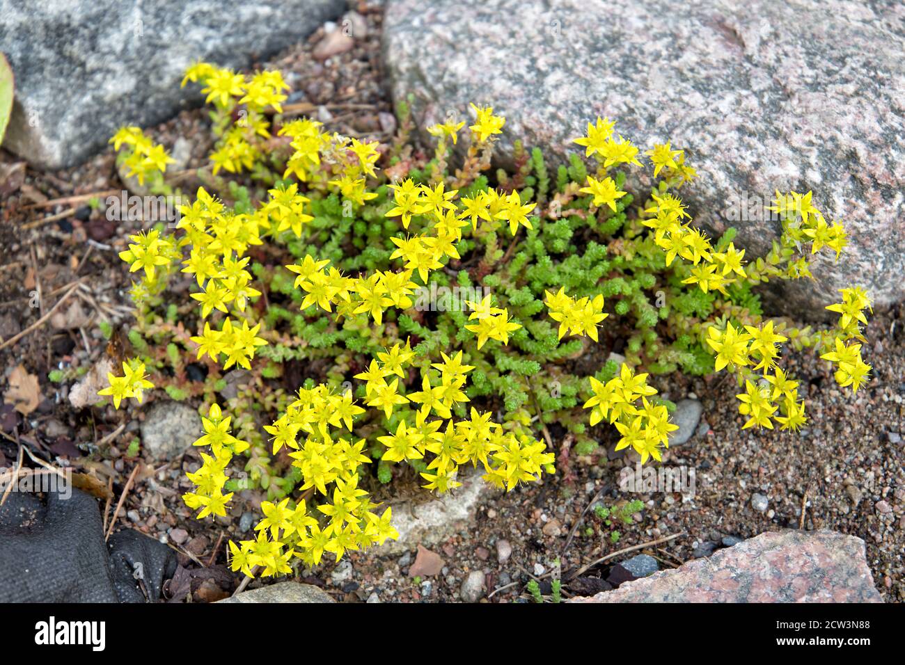 Blooming stonecrop in the garden. Growing ground cover plants Stock Photo
