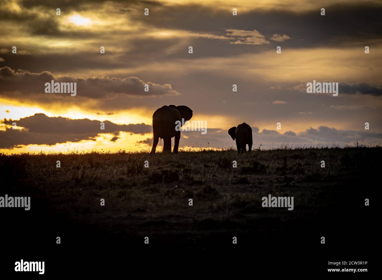 African elephant(s) (Loxodonta africana) in the Masai Mara of Kenya, Africa Stock Photo