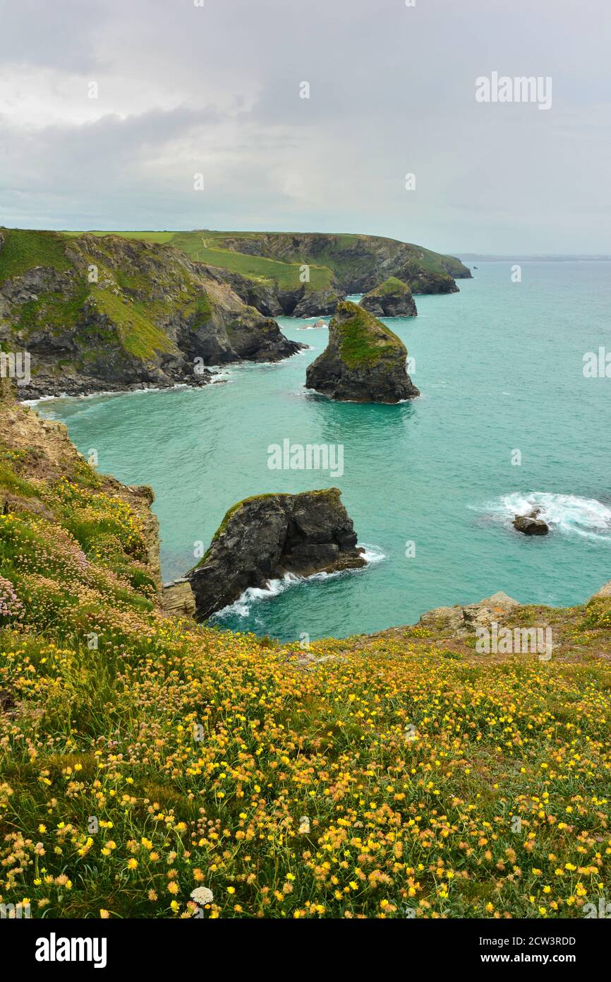 Kidney Vetch yellow wildflowers in Bedruthan Steps clifftop, at high tide, Cornwall Stock Photo