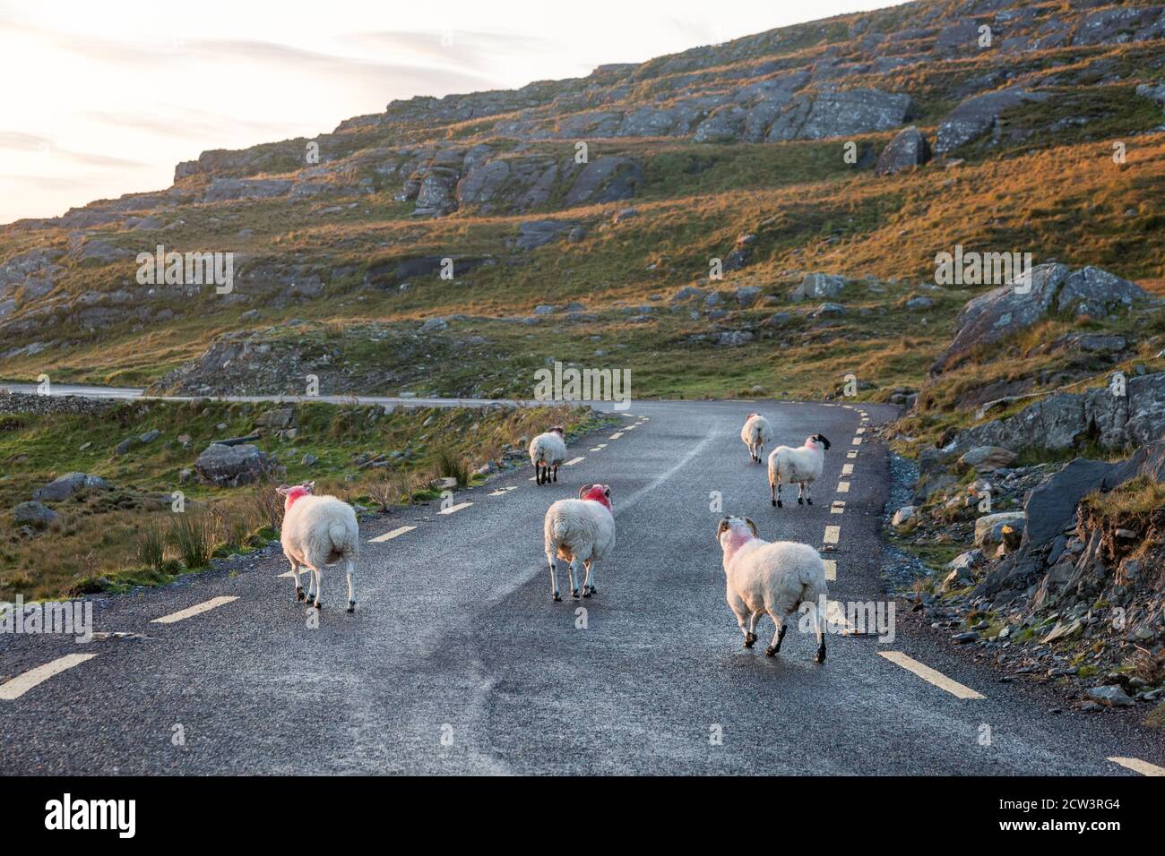 Healy Pass, Cork, Ireland. 27th September, 2020. Sheep make their way along the narrow road near the Healy Pass in West Cork, Ireland. - Credit; David Creedon / Alamy Live News Stock Photo