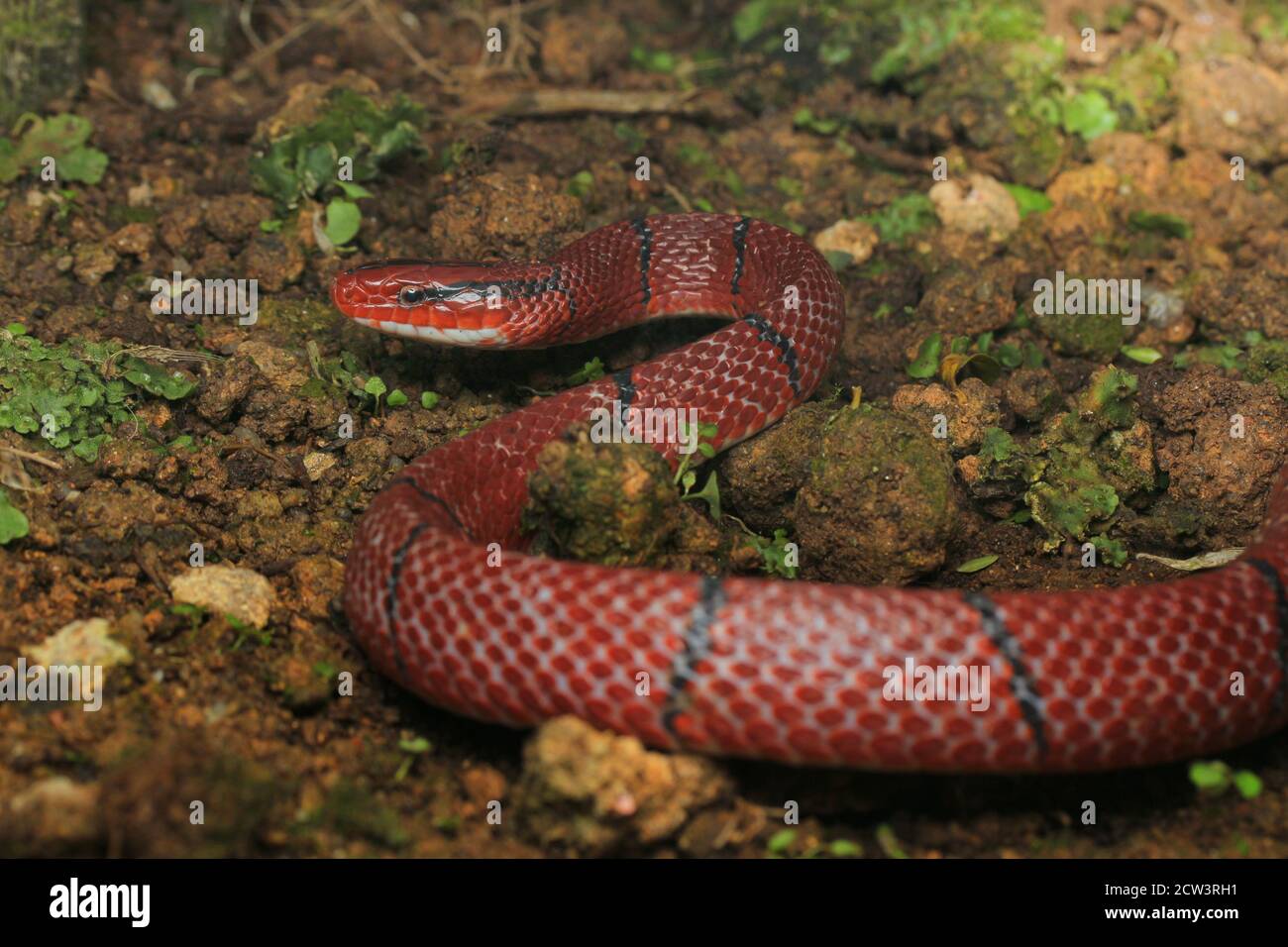 Bamboo snake hires stock photography and images Alamy