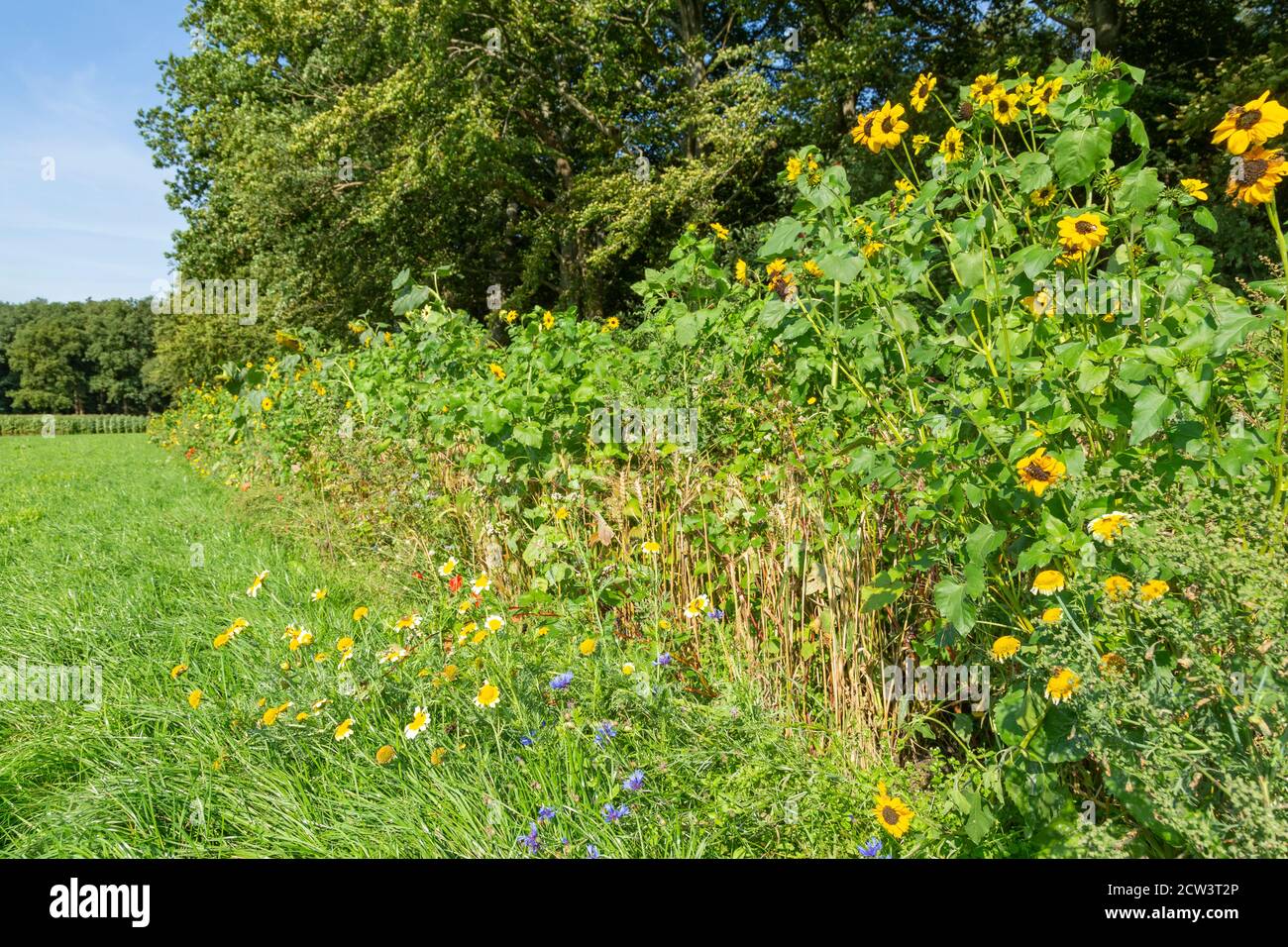 Nature-inclusive or circular and sustainable agriculture with sun flowers along cultivated agricutkrual grass field in the Netherlands, Europe Stock Photo