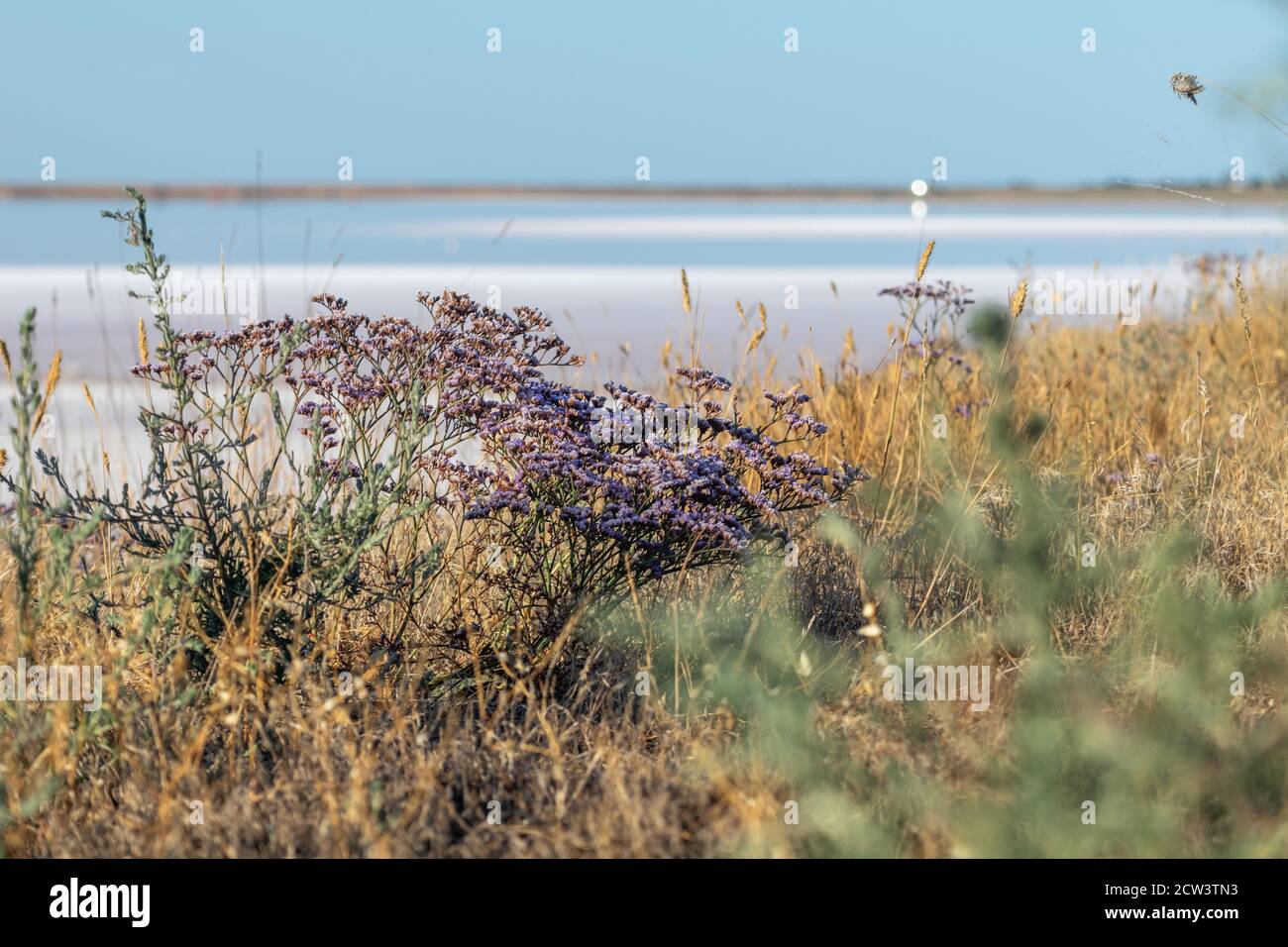 Limonium vulgare or Common Sea Lavender, Marsh Rosemary near Salt pink lake coast close-up under blue sunny sky in Ukraine, Henichesk Stock Photo