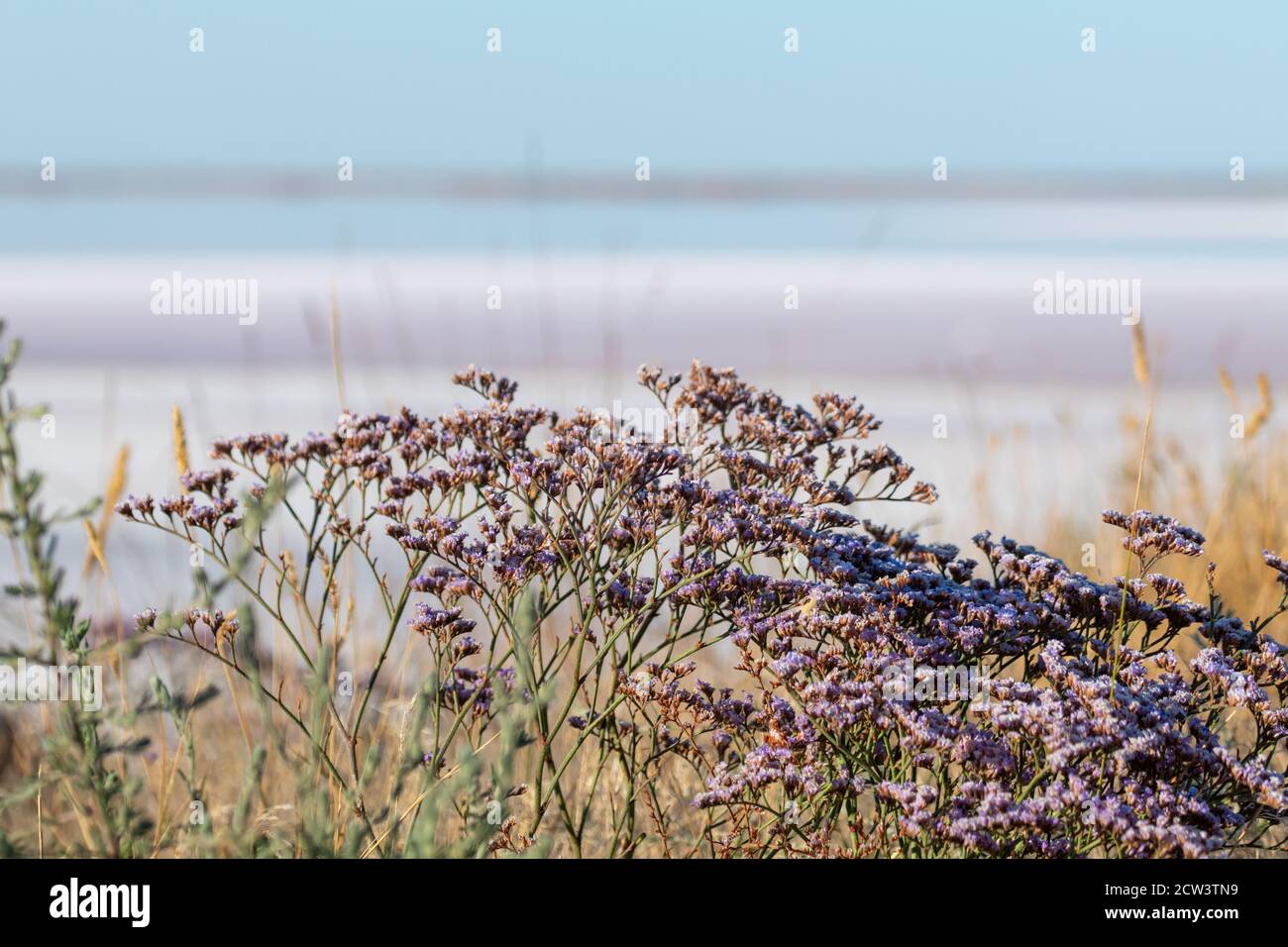 Limonium vulgare or Common Sea Lavender, Marsh Rosemary near Salt pink lake shore close-up under blue sunny sky in Ukraine, Henichesk Stock Photo