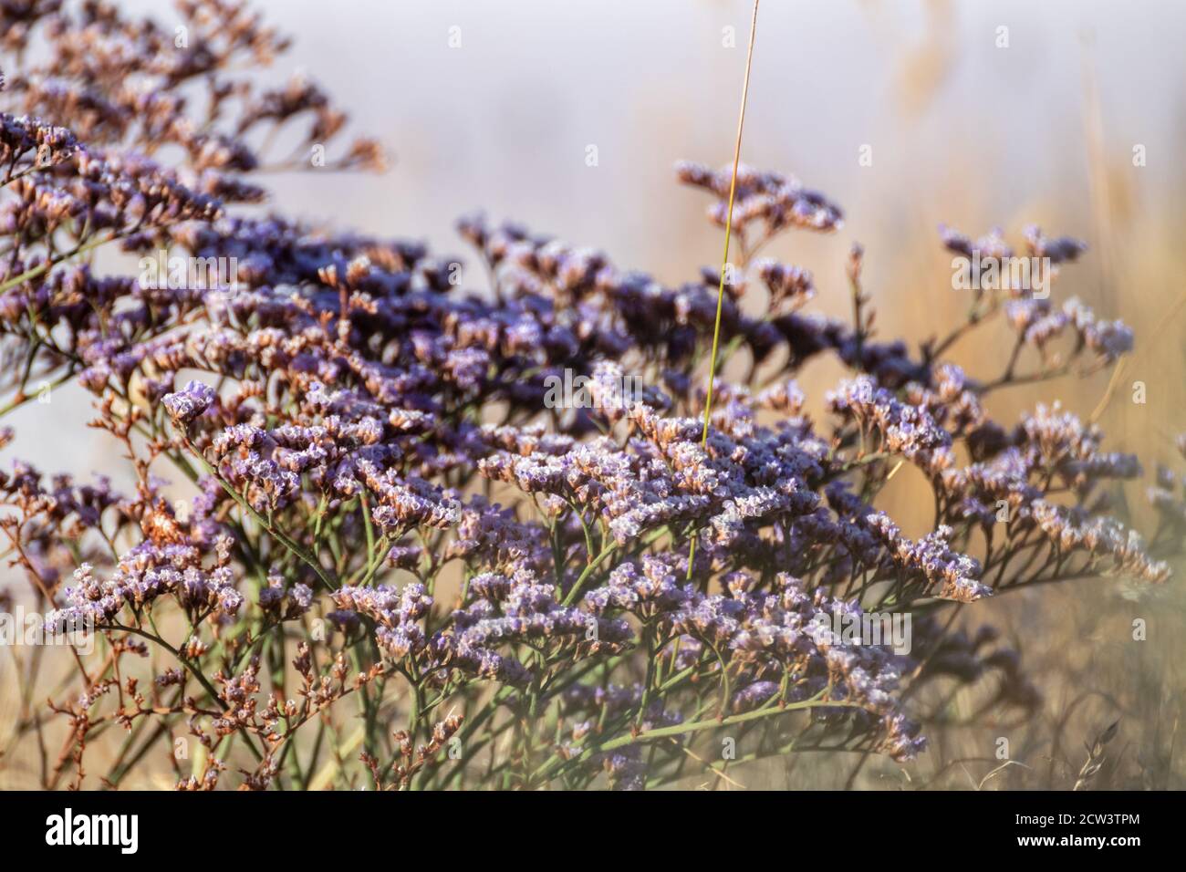 Limonium vulgare or Common Sea Lavender, Marsh Rosemary near Salt pink lake macro close-up sunny Ukraine, Henichesk Stock Photo