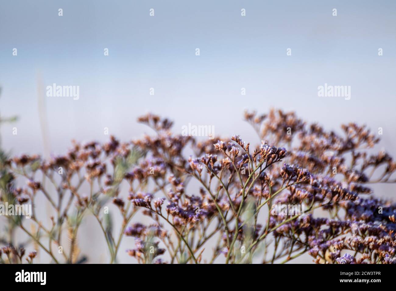 Limonium vulgare or Common Sea Lavender, Marsh Rosemary macro close-up near blurred salt lake in sunny Ukraine, Henichesk Stock Photo