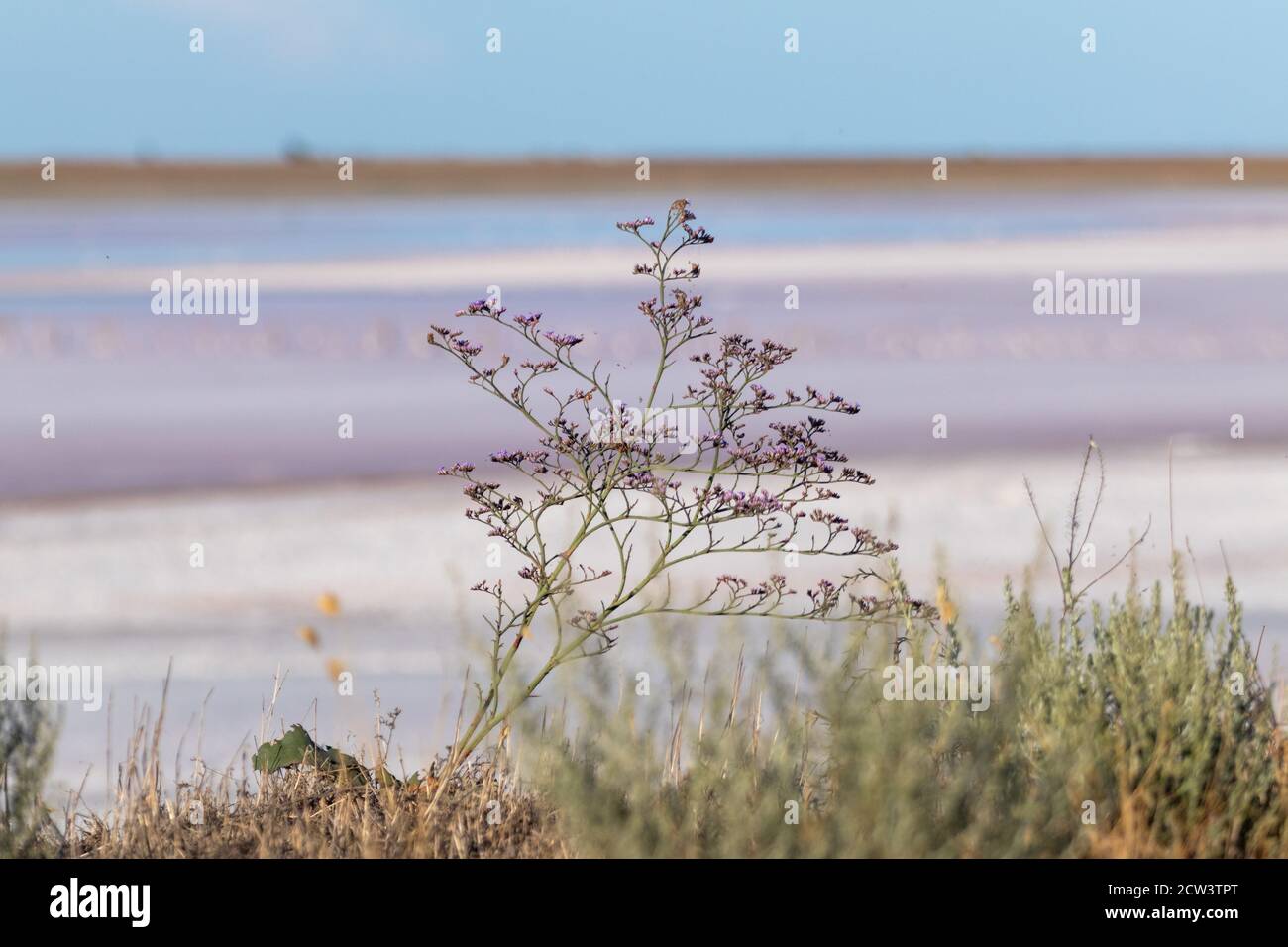 Limonium vulgare or Common Sea Lavender, Marsh Rosemary on salt pink lake coast close-up under blue sunny sky in Ukraine, Henichesk Stock Photo